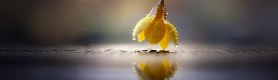 Cavities in San Jose CA