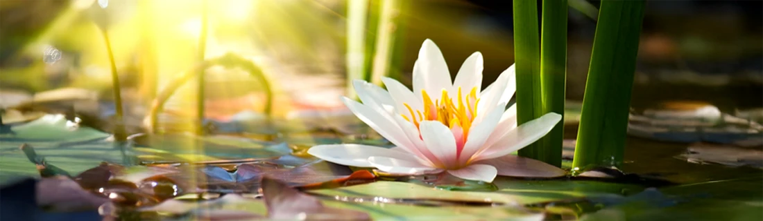 Dental Fillings in San Jose CA