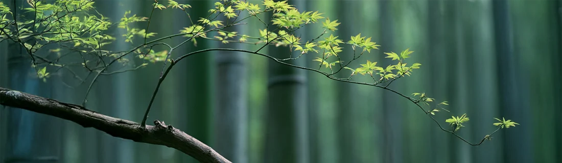 Family Dentistry in San Jose CA