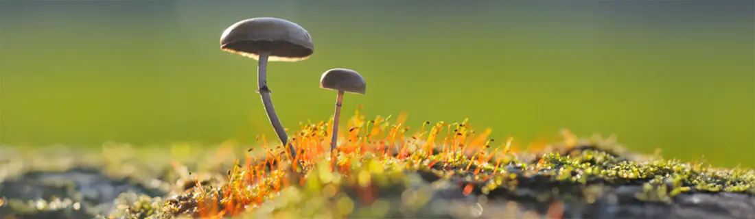 Importance of Baby Teeth in San Jose CA